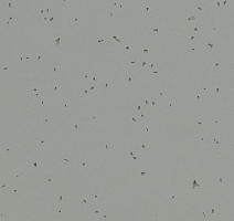 Линолеум Forbo Sphera Energetic 50216 pigeon фото 1 | FLOORDEALER